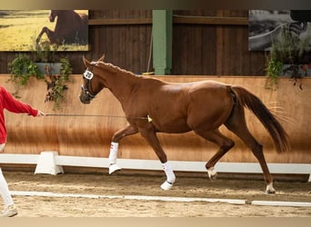 Austrian Warmblood, Mare, 2 years, 16,2 hh, Chestnut-Red