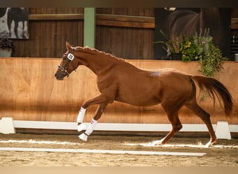 Austrian Warmblood, Mare, 2 years, 16,2 hh, Chestnut-Red