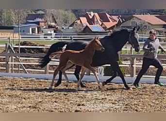 Austrian Warmblood, Mare, 2 years, 16,2 hh, Chestnut-Red