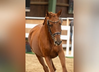 Austrian Warmblood, Mare, 2 years, 16,2 hh, Chestnut-Red