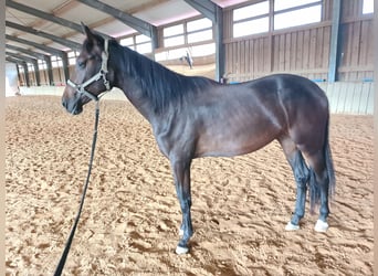 Austrian Warmblood, Mare, 2 years, 16 hh, Bay-Dark