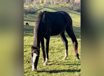 Austrian Warmblood, Mare, 2 years, 16 hh, Black