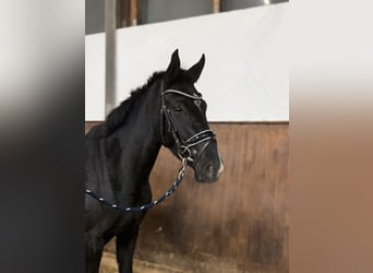 Austrian Warmblood, Mare, 2 years, 16 hh, Black
