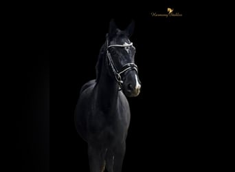 Austrian Warmblood, Mare, 2 years, 16 hh, Black