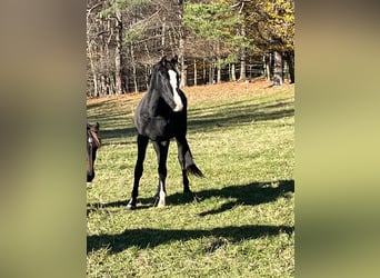 Austrian Warmblood, Mare, 2 years, 16 hh, Black