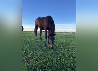 Austrian Warmblood, Mare, 2 years, 16,2 hh, Brown
