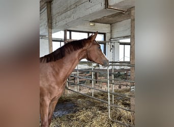 Austrian Warmblood, Mare, 2 years, 16,3 hh, Chestnut-Red