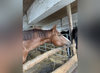 Austrian Warmblood, Mare, 2 years, 16,3 hh, Chestnut-Red