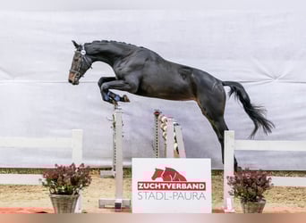 Austrian Warmblood, Mare, 2 years, 16,3 hh, Smoky-Black