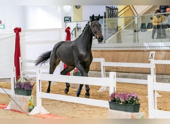 Austrian Warmblood, Mare, 2 years, 16,3 hh, Smoky-Black