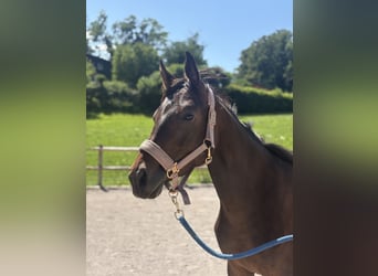Austrian Warmblood, Mare, 2 years, Brown