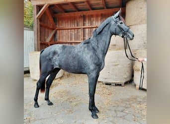 Austrian Warmblood, Mare, 2 years, Grey-Dark-Tan