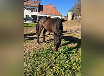 Austrian Warmblood, Mare, 2 years, Smoky-Black