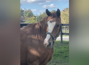 Austrian Warmblood, Mare, 3 years, 15.2 hh, Chestnut-Red