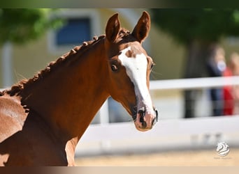 Austrian Warmblood, Mare, 3 years, 15.2 hh, Chestnut-Red