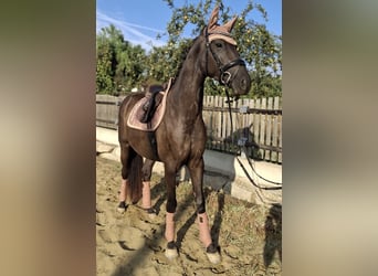 Austrian Warmblood, Mare, 3 years, 16.1 hh, Black