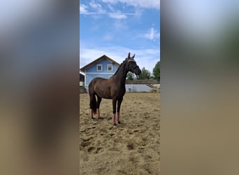 Austrian Warmblood, Mare, 3 years, 16.1 hh, Black