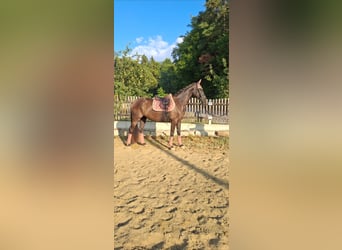 Austrian Warmblood, Mare, 3 years, 16.1 hh, Black