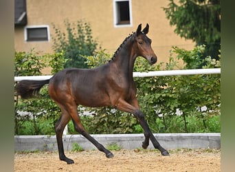 Austrian Warmblood, Mare, 3 years, 16.1 hh, Brown
