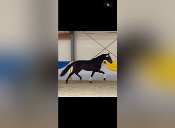Austrian Warmblood, Mare, 3 years, 16.1 hh, Brown