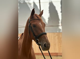Austrian Warmblood, Mare, 3 years, 16.1 hh, Chestnut-Red