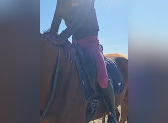 Austrian Warmblood, Mare, 3 years, 16,2 hh, Chestnut-Red