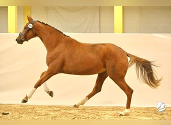 Austrian Warmblood, Mare, 3 years, 16,2 hh, Chestnut-Red