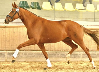 Österreichisches Warmblut, Stute, 3 Jahre, 16,2 hh, Fuchs