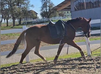 Austrian Warmblood, Mare, 3 years, 16,2 hh, Chestnut-Red