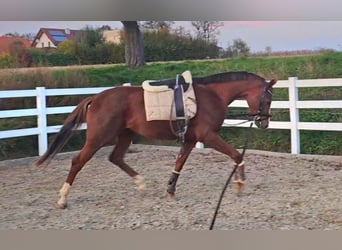 Österreichisches Warmblut, Stute, 3 Jahre, 16,2 hh, Fuchs