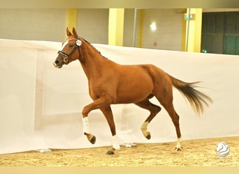 Österreichisches Warmblut, Stute, 3 Jahre, 16,2 hh, Fuchs