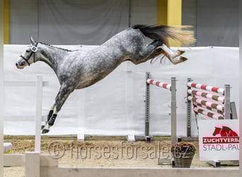 Austrian Warmblood, Mare, 3 years, 16.2 hh, Gray