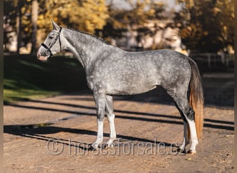 Austrian Warmblood, Mare, 3 years, 16.2 hh, Gray