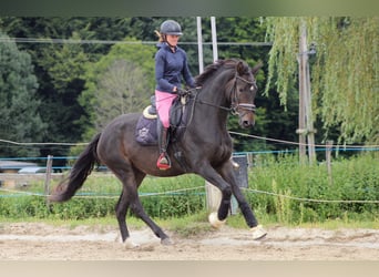 Austrian Warmblood, Mare, 3 years, 16.3 hh, Bay-Dark