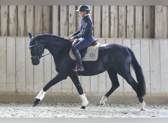Austrian Warmblood, Mare, 3 years, 16.3 hh, Black