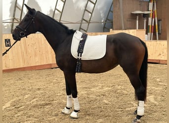 Austrian Warmblood, Mare, 3 years, 16 hh, Bay-Dark