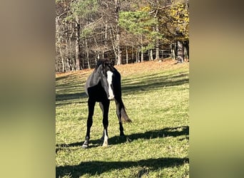 Austrian Warmblood, Mare, 3 years, 16 hh, Black