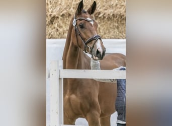 Austrian Warmblood, Mare, 3 years, 16 hh, Brown