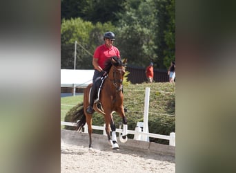 Austrian Warmblood, Mare, 3 years, 16,1 hh, Brown