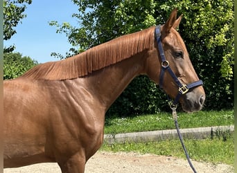 Austrian Warmblood, Mare, 3 years, 16,2 hh, Chestnut