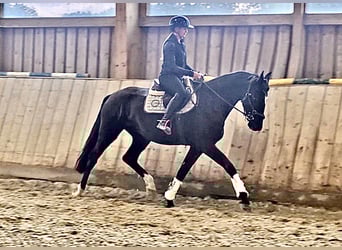 Austrian Warmblood, Mare, 3 years, 16,3 hh, Black