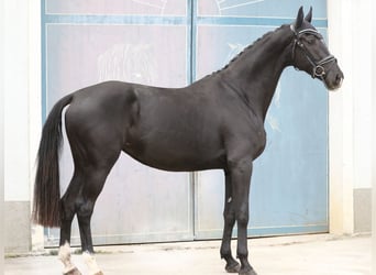 Austrian Warmblood, Mare, 3 years, 16,3 hh, Black