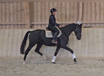 Austrian Warmblood, Mare, 3 years, 16,3 hh, Black