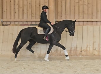 Austrian Warmblood, Mare, 3 years, 16,3 hh, Black