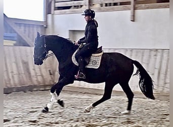Austrian Warmblood, Mare, 3 years, 16,3 hh, Black