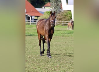 Austrian Warmblood, Mare, 3 years, Brown
