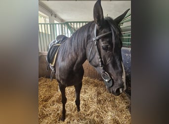 Austrian Warmblood, Mare, 4 years, 15,2 hh, Brown