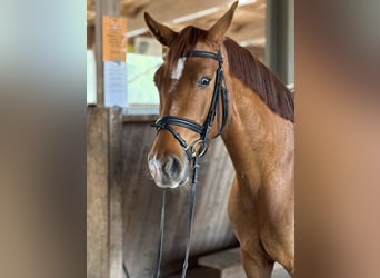 Austrian Warmblood, Mare, 4 years, 15.3 hh, Chestnut-Red