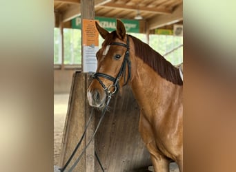 Austrian Warmblood, Mare, 4 years, 15.3 hh, Chestnut-Red