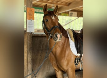 Austrian Warmblood, Mare, 4 years, 15.3 hh, Chestnut-Red
